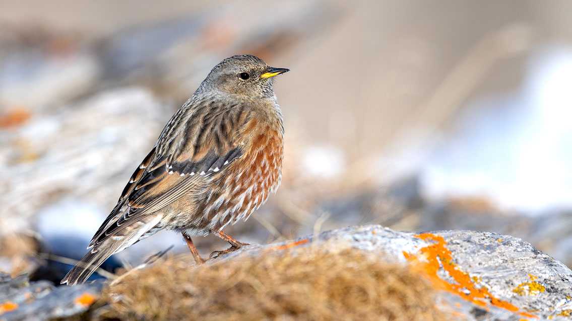 Bartgeier, Gypaète Barbu, Quebrantahuesos, Lämmergeier, Lammergeier, 