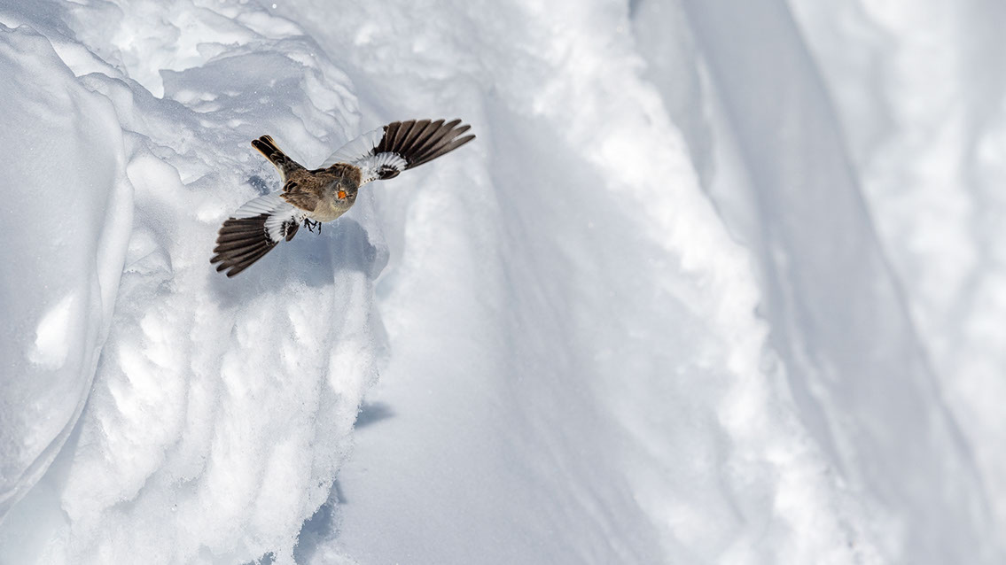 Bartgeier, Gypaète Barbu, Quebrantahuesos, Lämmergeier, Lammergeier, 