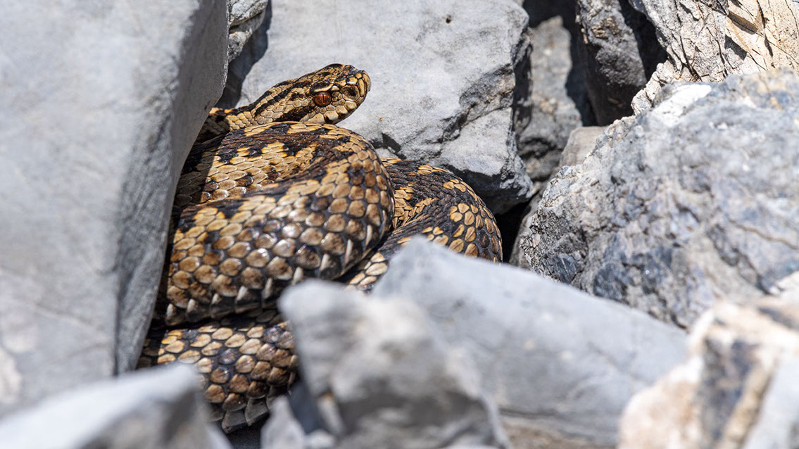 Bartgeier, Gypaète Barbu, Quebrantahuesos, Lämmergeier, Lammergeier, 