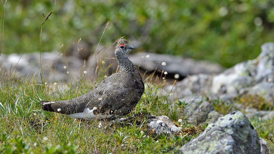 Bartgeier, Gypaète Barbu, Quebrantahuesos, Lämmergeier, Lammergeier, 
