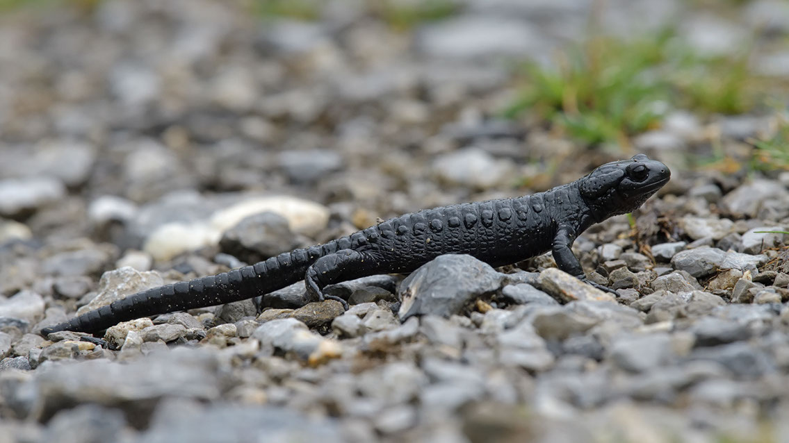 Bartgeier, Gypaète Barbu, Quebrantahuesos, Lämmergeier, Lammergeier, 
