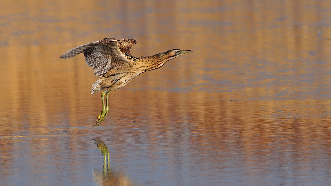 Bartgeier, Gypaète Barbu, Quebrantahuesos, Lämmergeier, Lammergeier, 