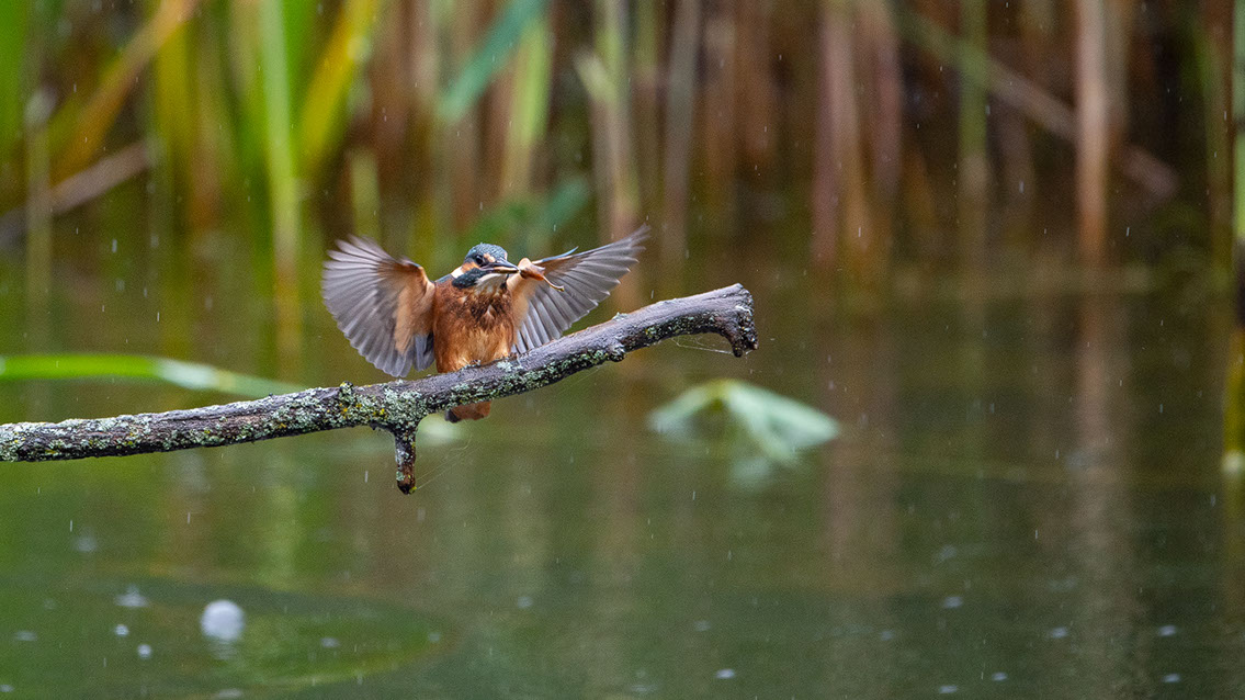 Bartgeier, Gypaète Barbu, Quebrantahuesos, Lämmergeier, Lammergeier, 