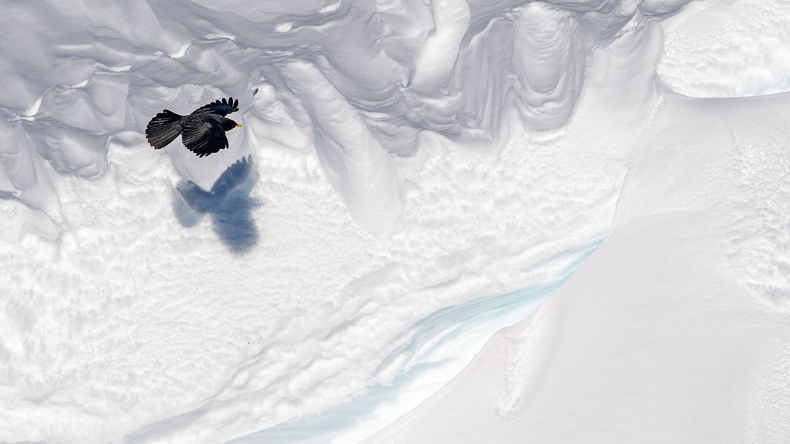 Bartgeier, Gypaète Barbu, Quebrantahuesos, Lämmergeier, Lammergeier, 