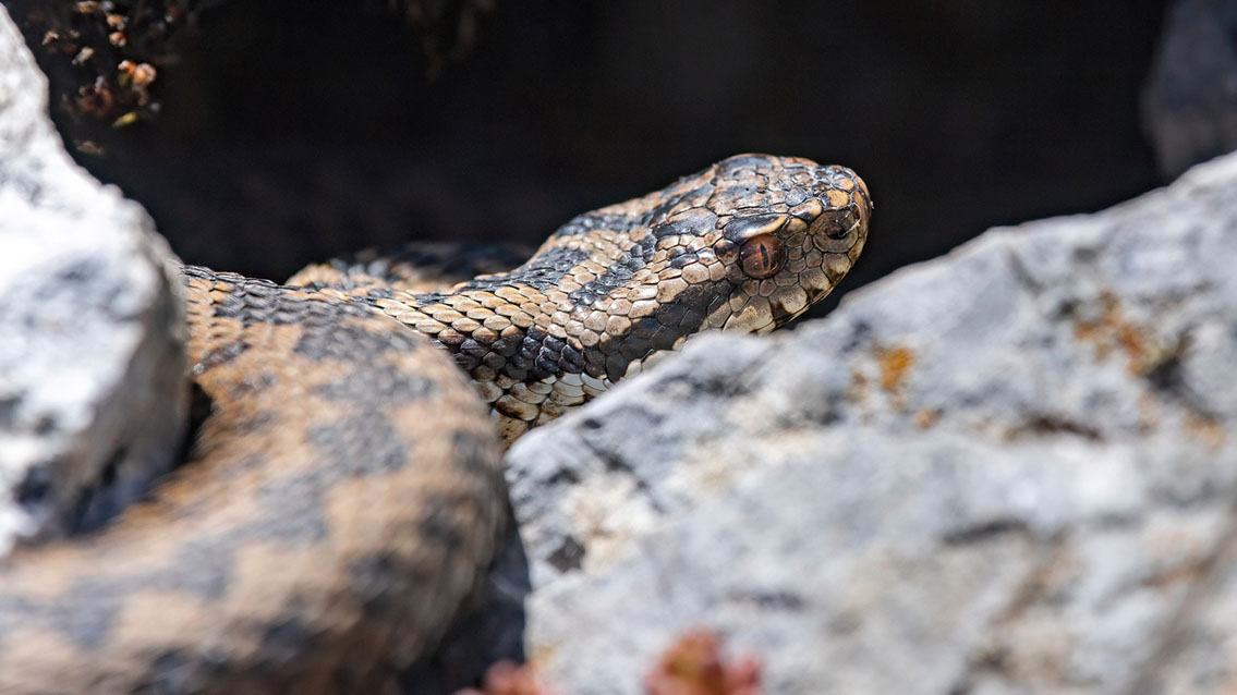 Bartgeier, Gypaète Barbu, Quebrantahuesos, Lämmergeier, Lammergeier, 