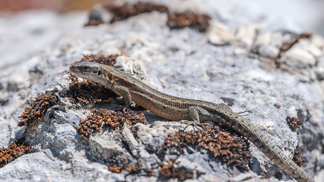 Bartgeier, Gypaète Barbu, Quebrantahuesos, Lämmergeier, Lammergeier, 