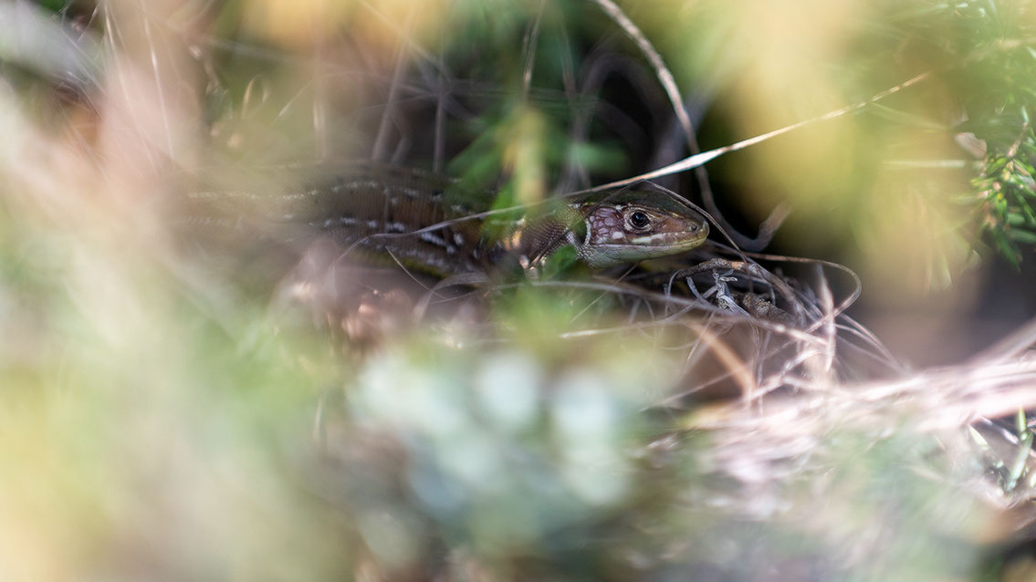 Bartgeier, Gypaète Barbu, Quebrantahuesos, Lämmergeier, Lammergeier, 
