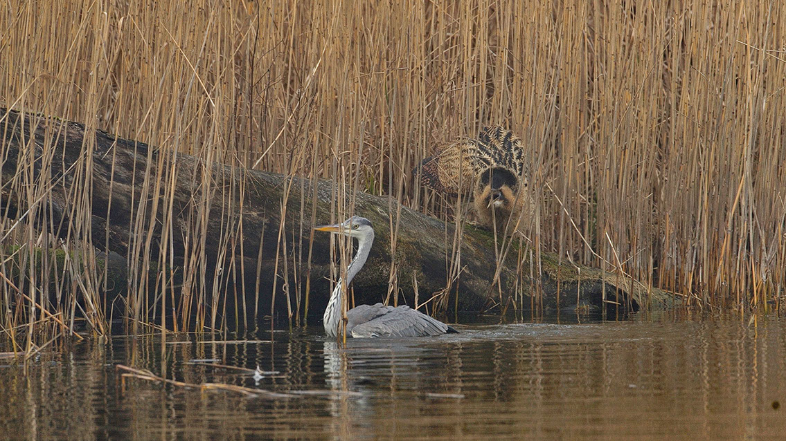 Bartgeier, Gypaète Barbu, Quebrantahuesos, Lämmergeier, Lammergeier, 