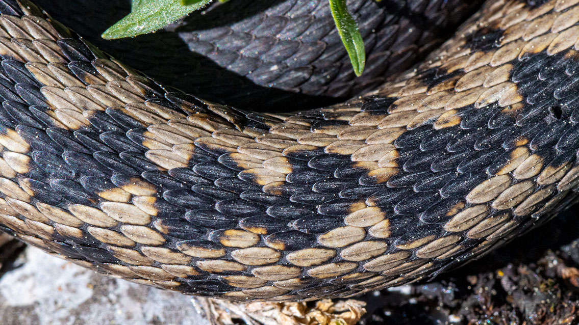 Bartgeier, Gypaète Barbu, Quebrantahuesos, Lämmergeier, Lammergeier, 