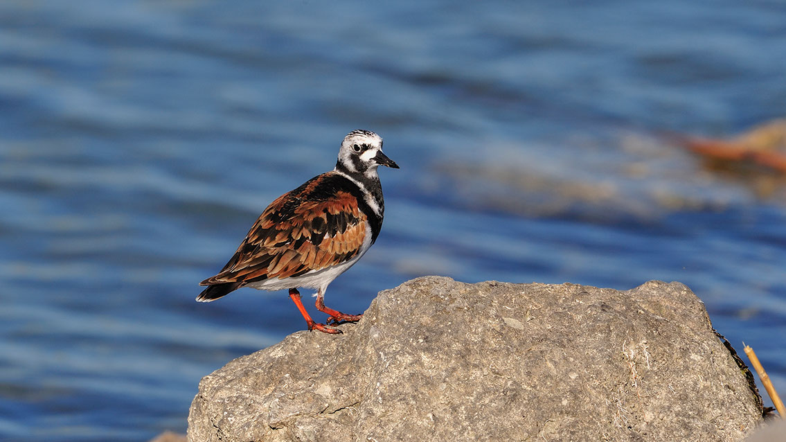 Bartgeier, Gypaète Barbu, Quebrantahuesos, Lämmergeier, Lammergeier, 