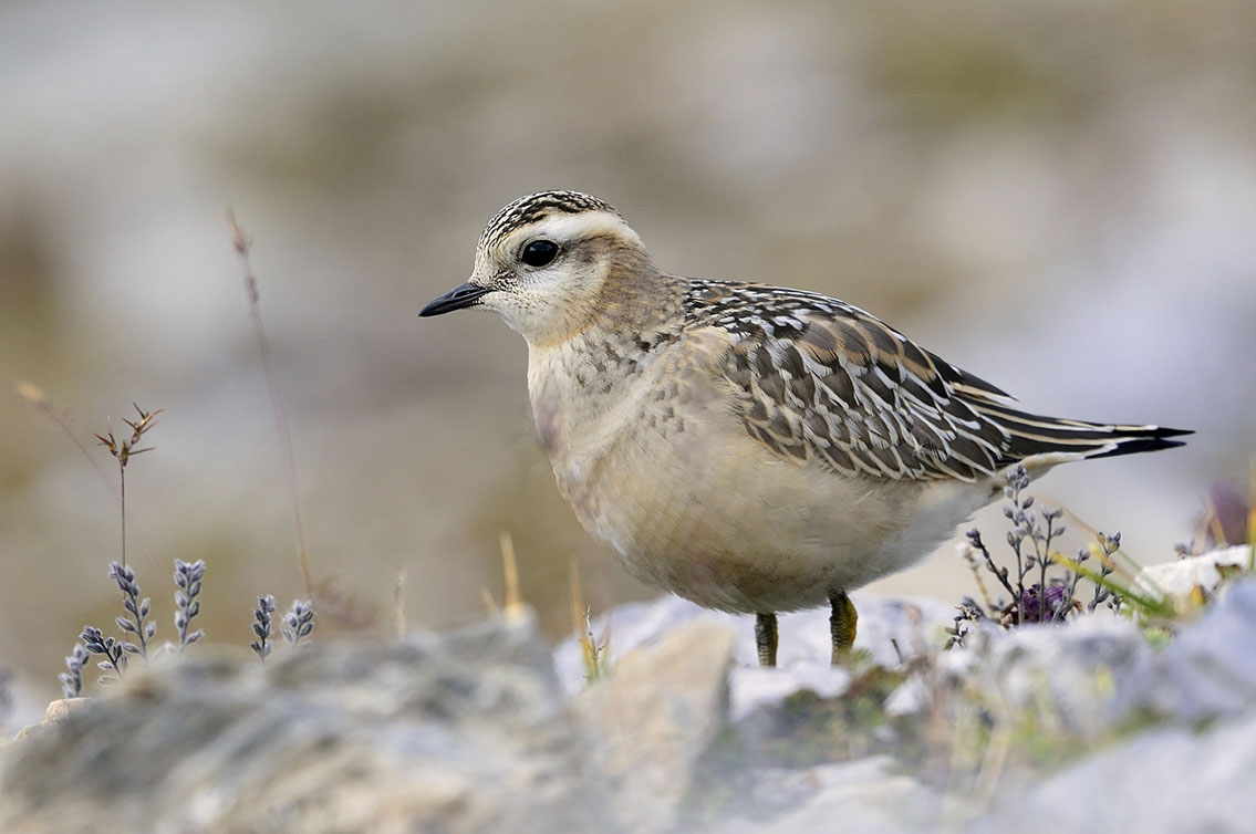Bartgeier, Gypaète Barbu, Quebrantahuesos, Lämmergeier, Lammergeier, 