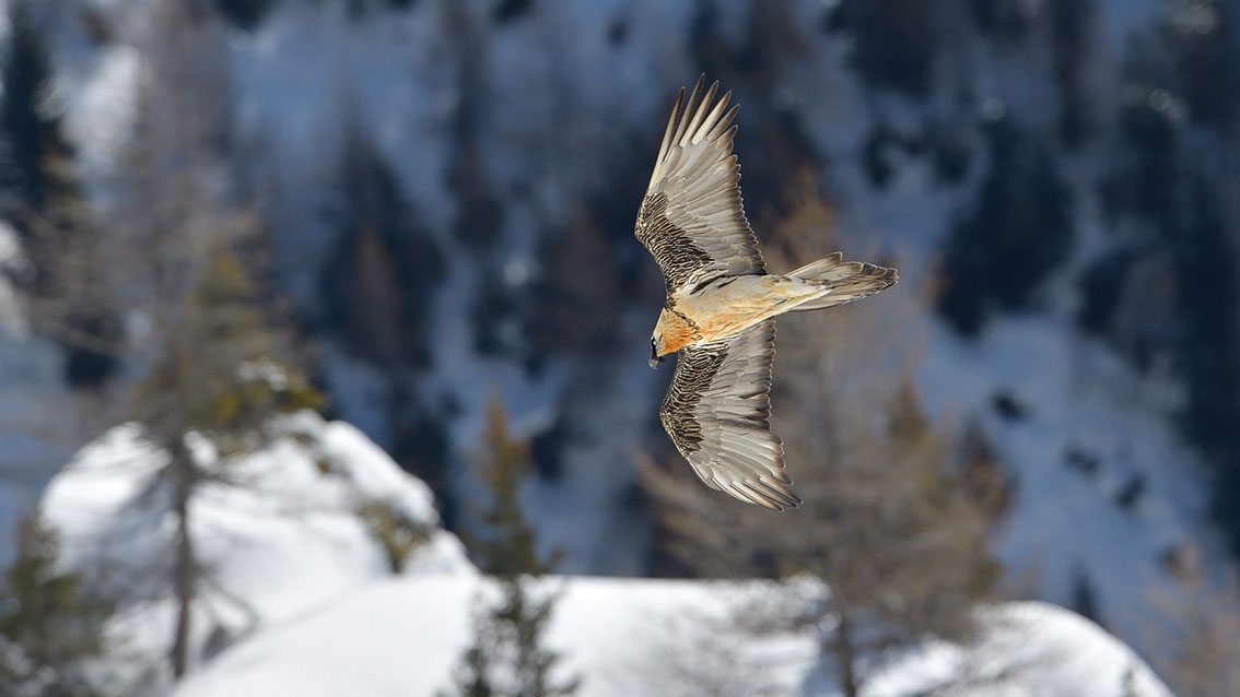 Bartgeier Schweiz Alpen fliegend Adult Gyaéte en vol Lammergeier Bearded Vulture