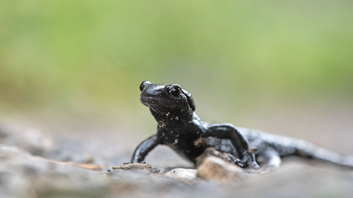 Bartgeier, Gypaète Barbu, Quebrantahuesos, Lämmergeier, Lammergeier, 