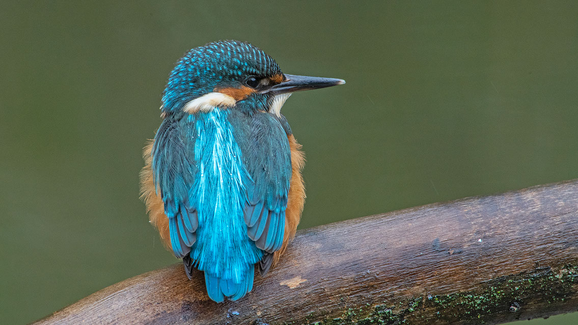 Bartgeier, Gypaète Barbu, Quebrantahuesos, Lämmergeier, Lammergeier, 