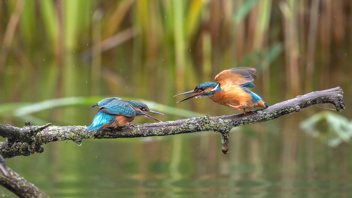 Bartgeier, Gypaète Barbu, Quebrantahuesos, Lämmergeier, Lammergeier, 