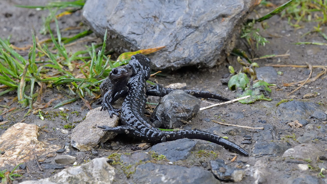 Bartgeier, Gypaète Barbu, Quebrantahuesos, Lämmergeier, Lammergeier, 