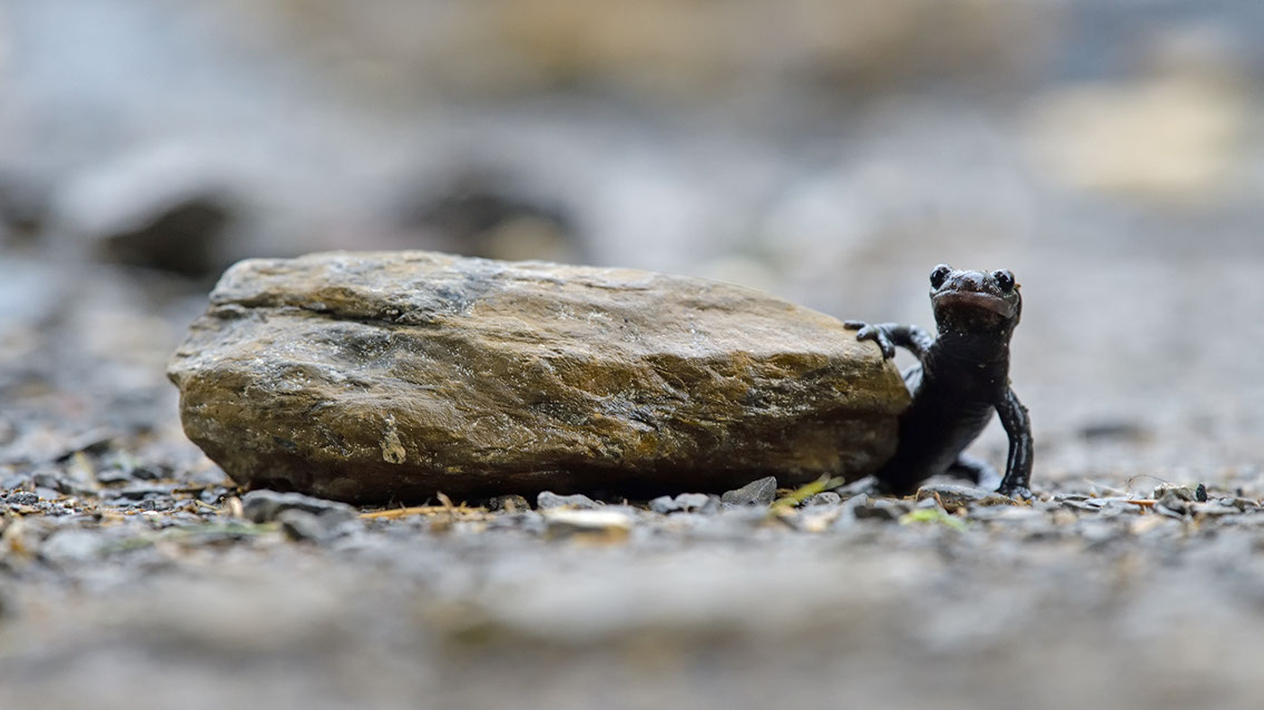 Bartgeier, Gypaète Barbu, Quebrantahuesos, Lämmergeier, Lammergeier, 