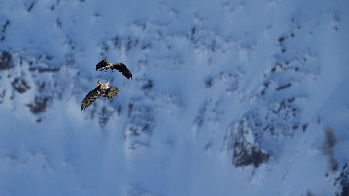 Bartgeier Schweiz Alpen fliegend Adult Gyaéte en vol Lammergeier Bearded Vulture