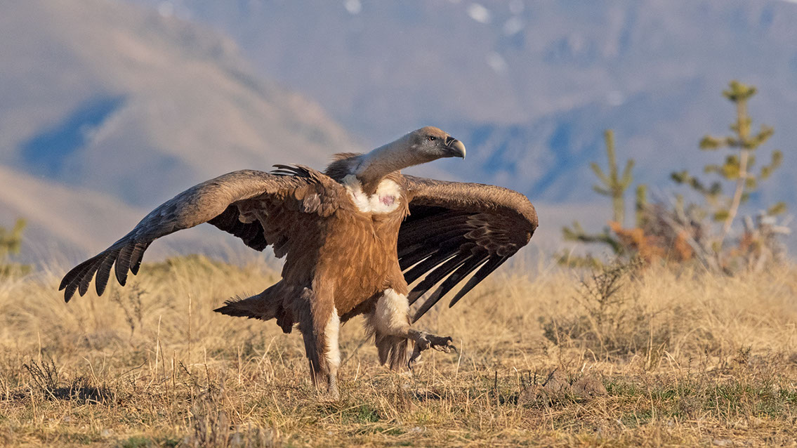 Bartgeier, Gypaète Barbu, Quebrantahuesos, Lämmergeier, Lammergeier, 