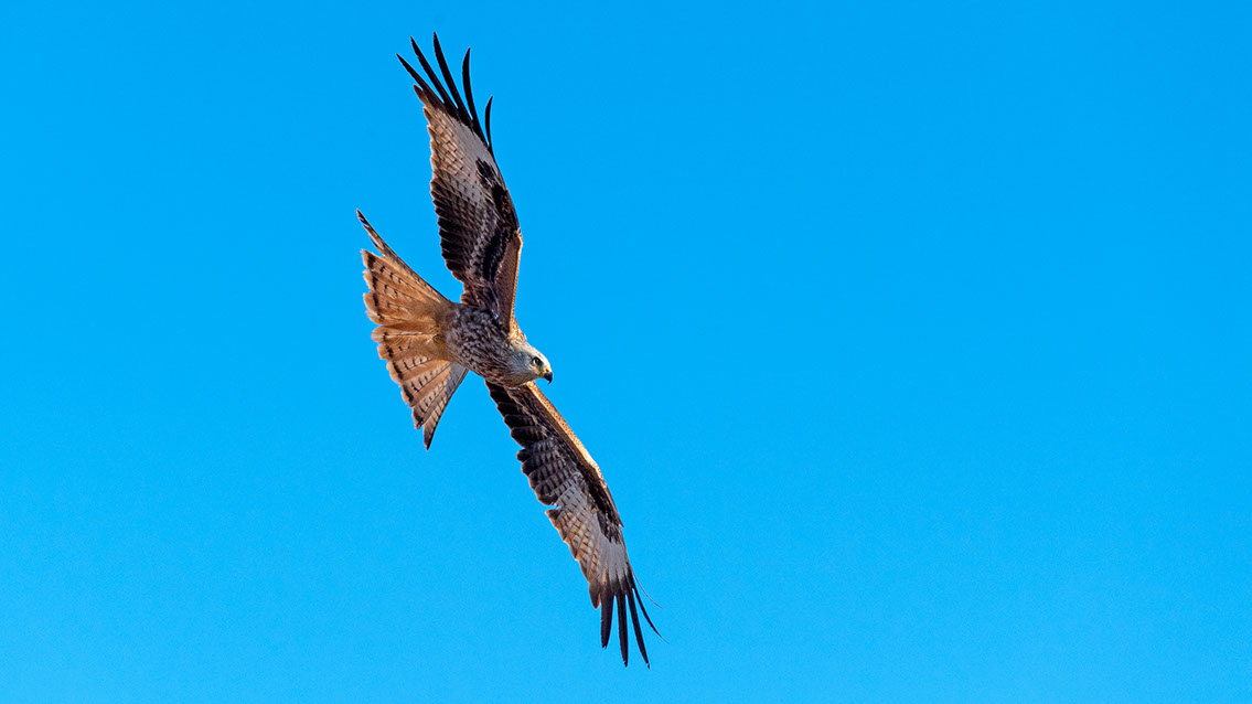 Bartgeier, Gypaète Barbu, Quebrantahuesos, Lämmergeier, Lammergeier, 