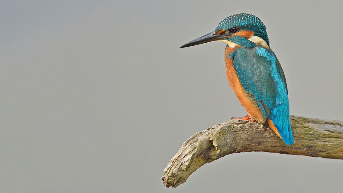 Bartgeier, Gypaète Barbu, Quebrantahuesos, Lämmergeier, Lammergeier, 