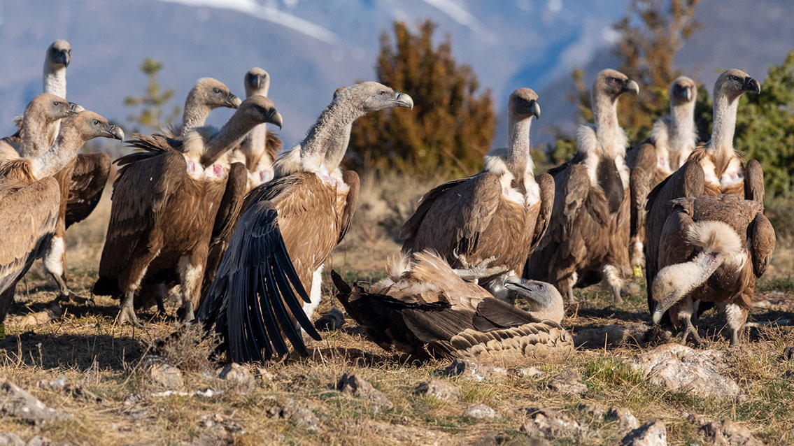 Bartgeier, Gypaète Barbu, Quebrantahuesos, Lämmergeier, Lammergeier, 