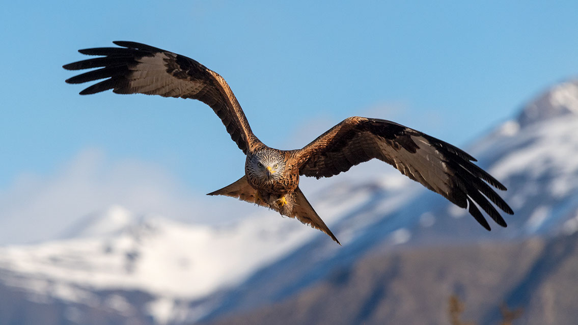 Bartgeier, Gypaète Barbu, Quebrantahuesos, Lämmergeier, Lammergeier, 