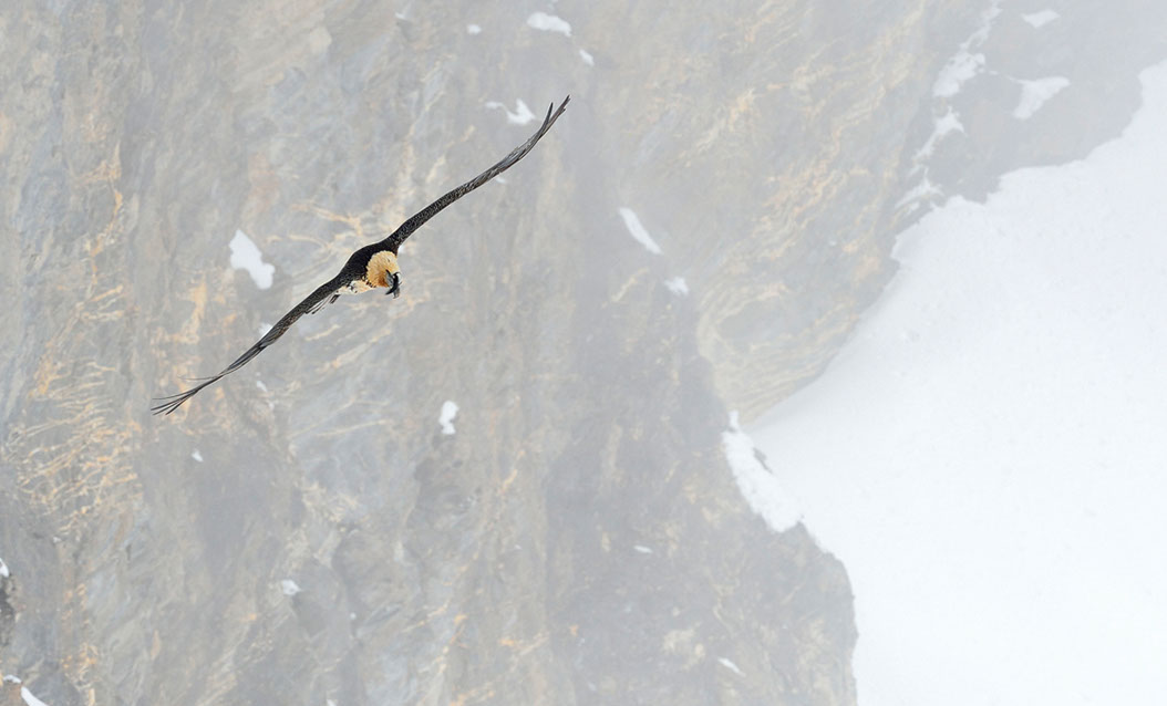 Bartgeier, Gipeto, Lammergeier, Bearded Vulture, Gypaète, Gypaetus barbatus, 