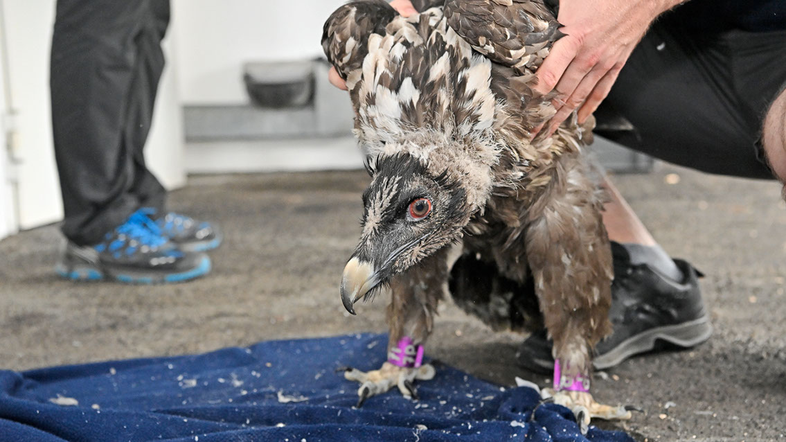 Bartgeier, Gypaète Barbu, Quebrantahuesos, Lämmergeier, Lammergeier, 