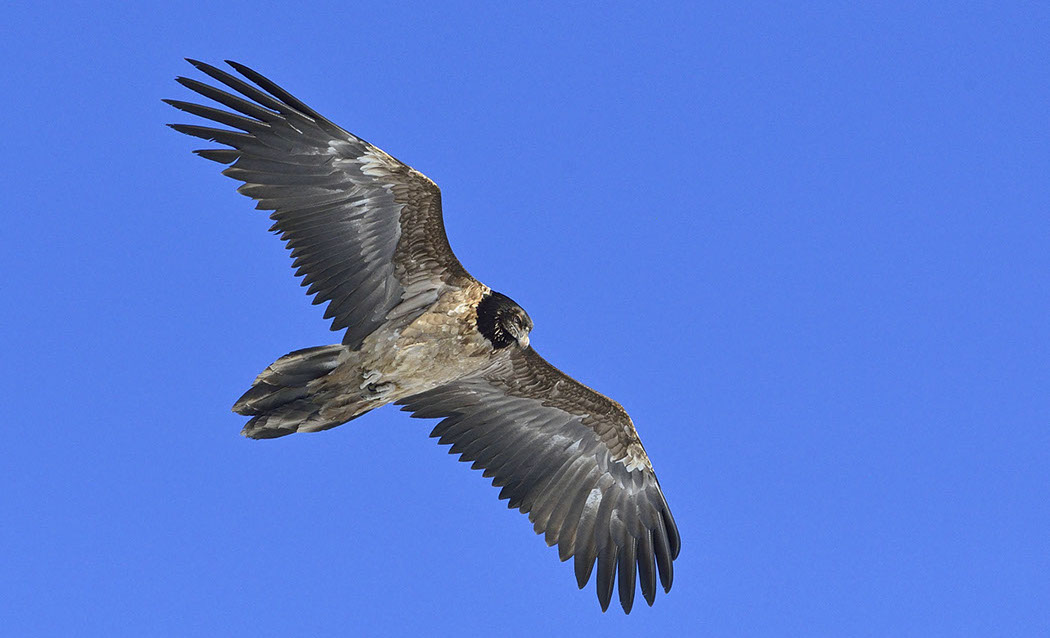 Bartgeier Schweiz Alpen fliegend Adult Gyaéte en vol Lammergeier Bearded Vulture Lämmera