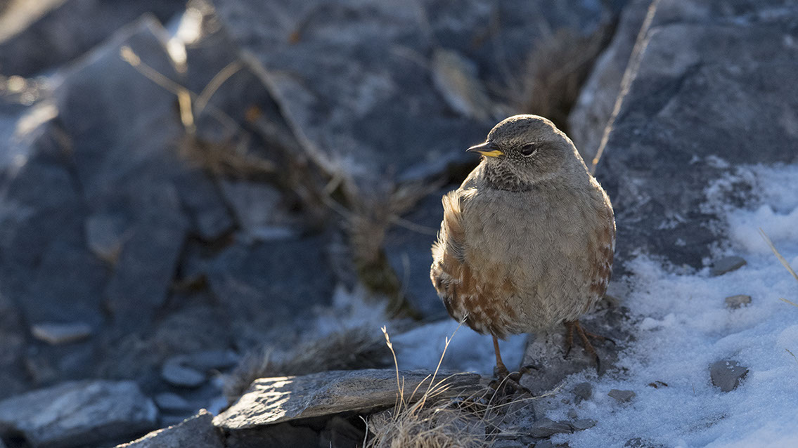 Bartgeier, Gypaète Barbu, Quebrantahuesos, Lämmergeier, Lammergeier, 