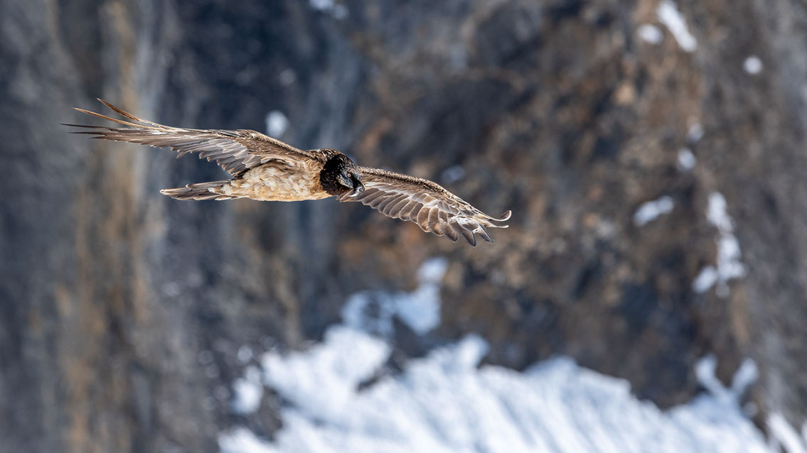 Bartgeier Schweiz Alpen fliegend Adult Gyaéte en vol Lammergeier Bearded Vulture