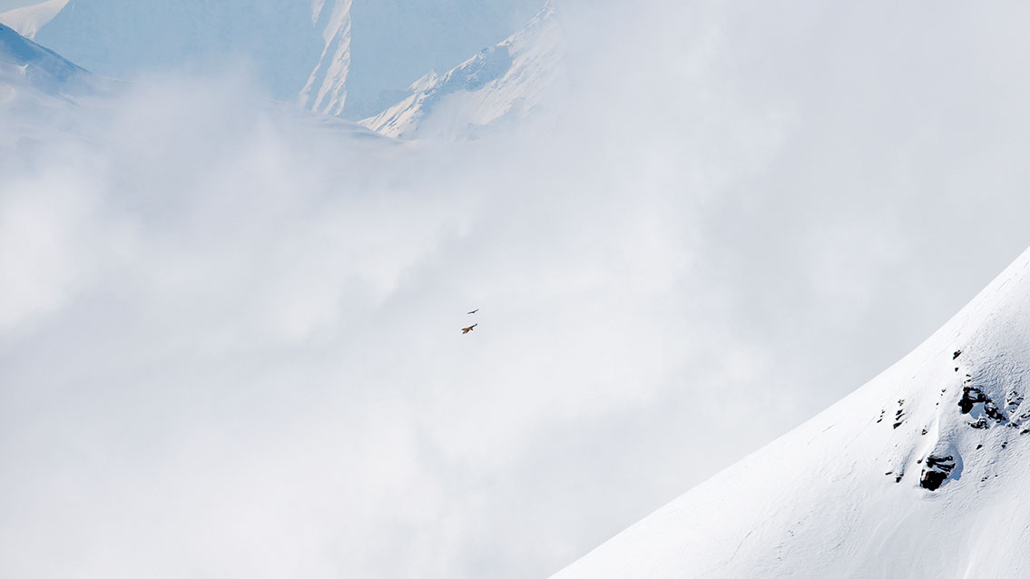 Bartgeier Schweiz Alpen fliegend Adult Gyaéte en vol Lammergeier Bearded Vulture