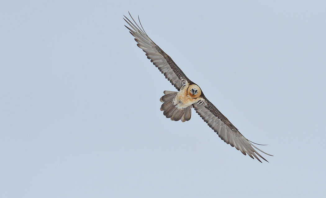 Bartgeier, Gipeto, Lammergeier, Bearded Vulture, Gypaète, Gypaetus barbatus, fliegend, sitzend, Alpen, Swiss Alps, 