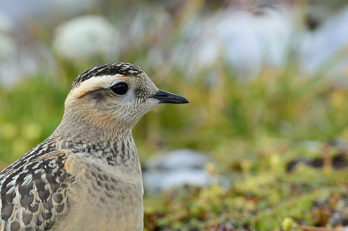 Bartgeier, Gypaète Barbu, Quebrantahuesos, Lämmergeier, Lammergeier, 