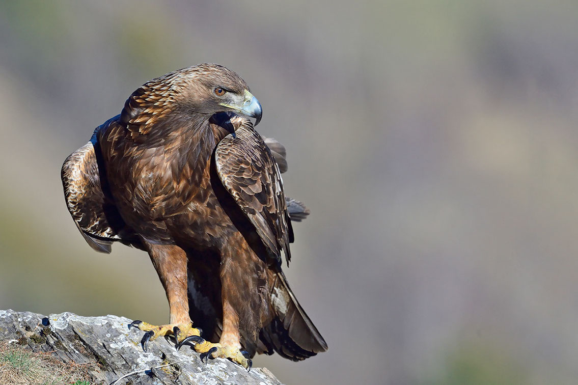 Bartgeier, Gypaète Barbu, Quebrantahuesos, Lämmergeier, Lammergeier, 