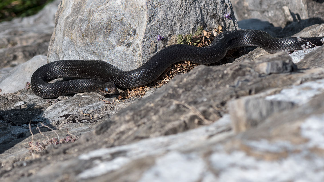 Bartgeier, Gypaète Barbu, Quebrantahuesos, Lämmergeier, Lammergeier, 
