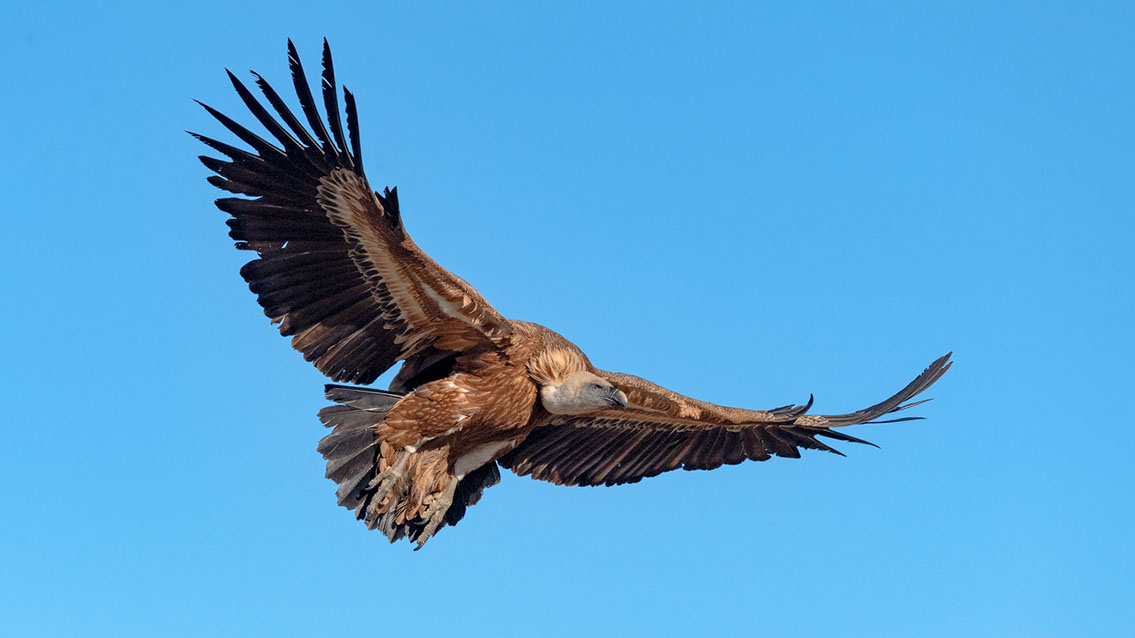 Bartgeier, Gypaète Barbu, Quebrantahuesos, Lämmergeier, Lammergeier, 