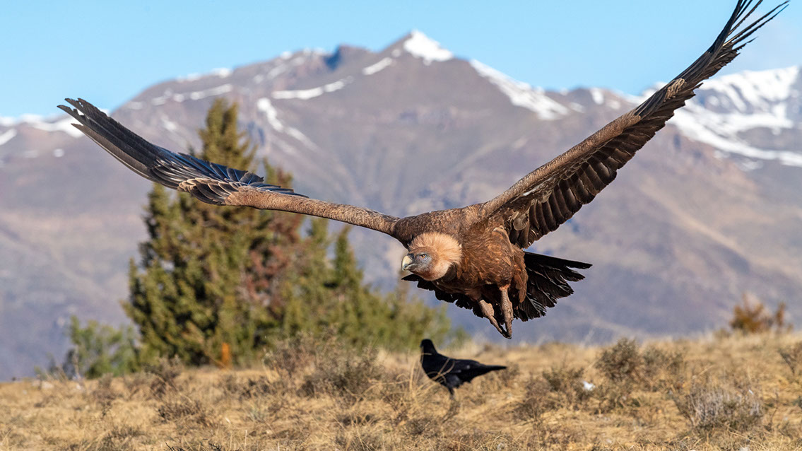 Bartgeier, Gypaète Barbu, Quebrantahuesos, Lämmergeier, Lammergeier, 