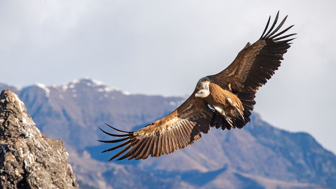 Bartgeier, Gypaète Barbu, Quebrantahuesos, Lämmergeier, Lammergeier, 