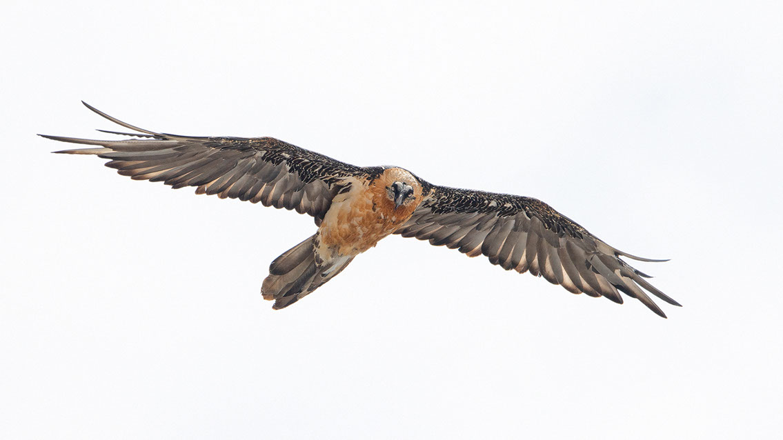 Bartgeier Schweiz Alpen fliegend Adult Gyaéte en vol Lammergeier Bearded Vulture