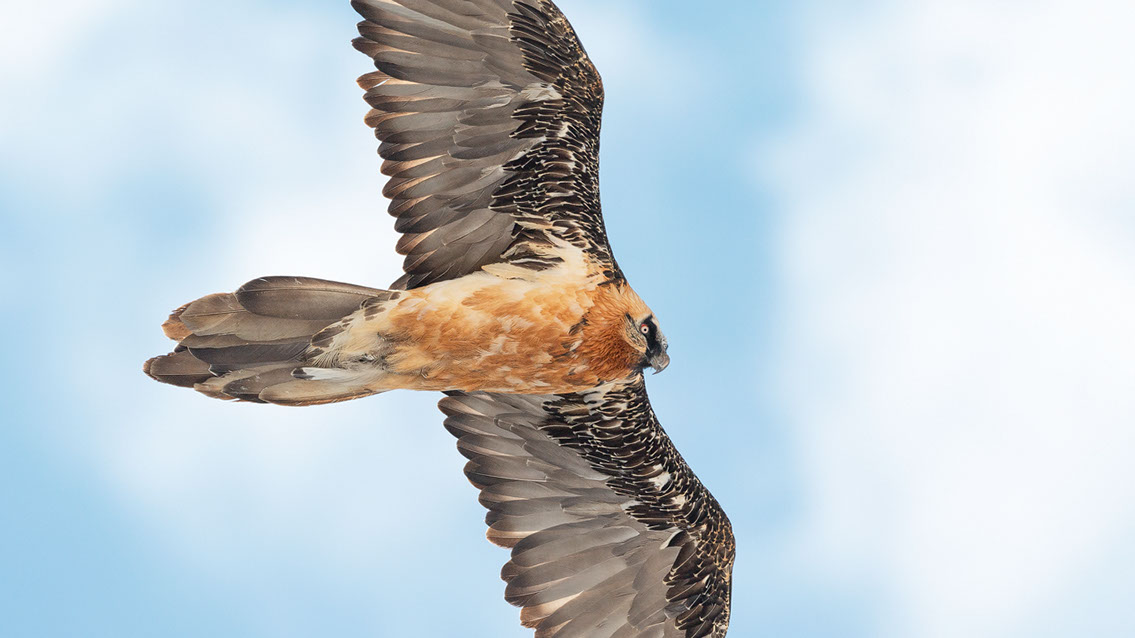 Bartgeier Schweiz Alpen fliegend Adult Gyaéte en vol Lammergeier Bearded Vulture Swiss Conservation Photographer