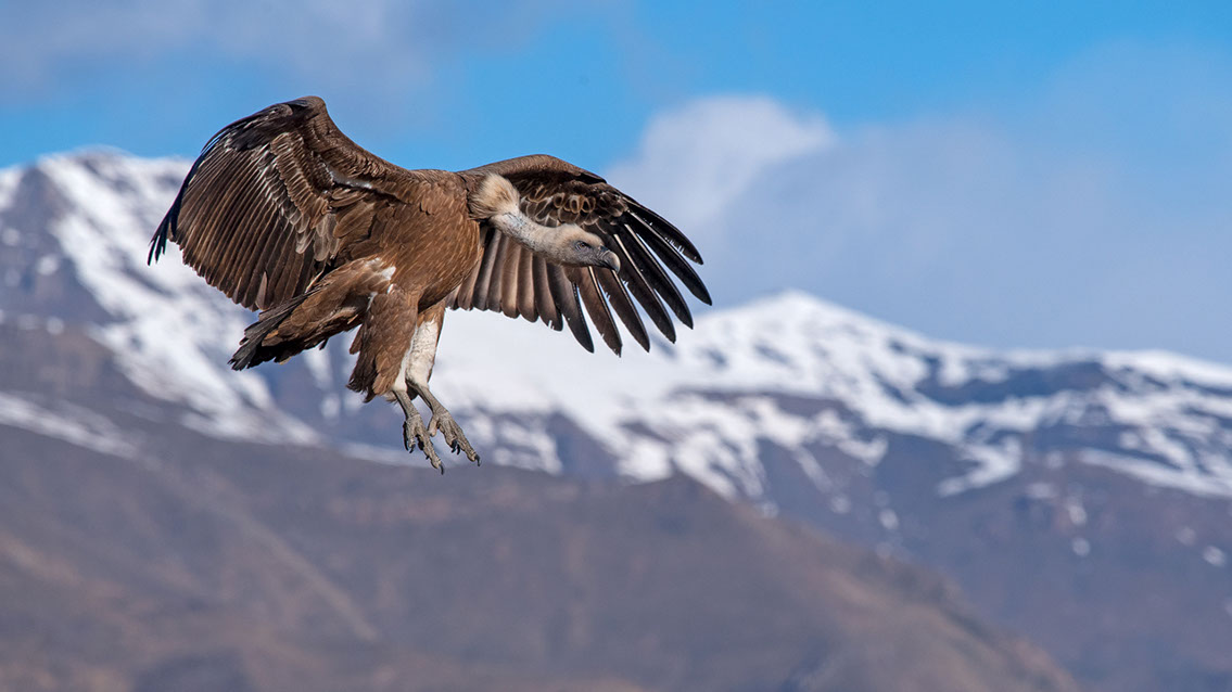 Bartgeier, Gypaète Barbu, Quebrantahuesos, Lämmergeier, Lammergeier, 
