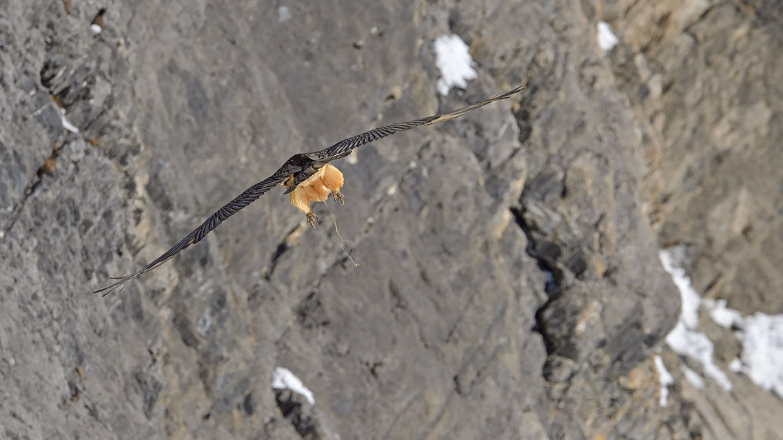 Bartgeier Schweiz Alpen fliegend Adult Gyaéte en vol Lammergeier Bearded Vulture