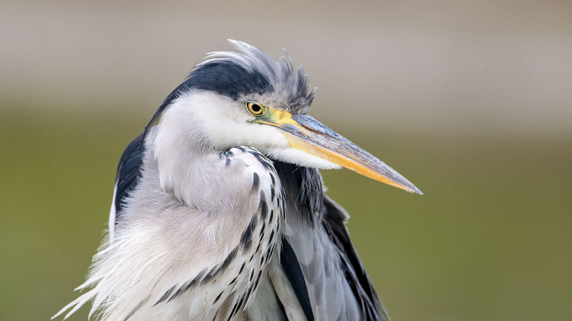 Bartgeier, Gypaète Barbu, Quebrantahuesos, Lämmergeier, Lammergeier, 