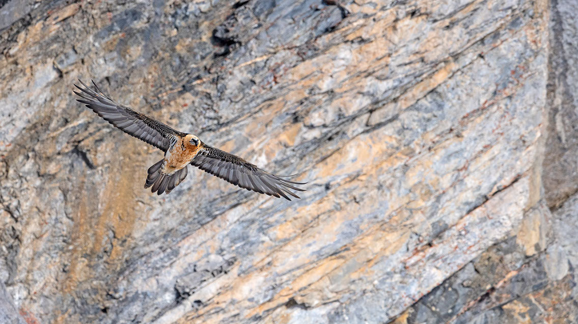 Bartgeier Schweiz Alpen fliegend Adult Gyaéte en vol Lammergeier Bearded Vulture