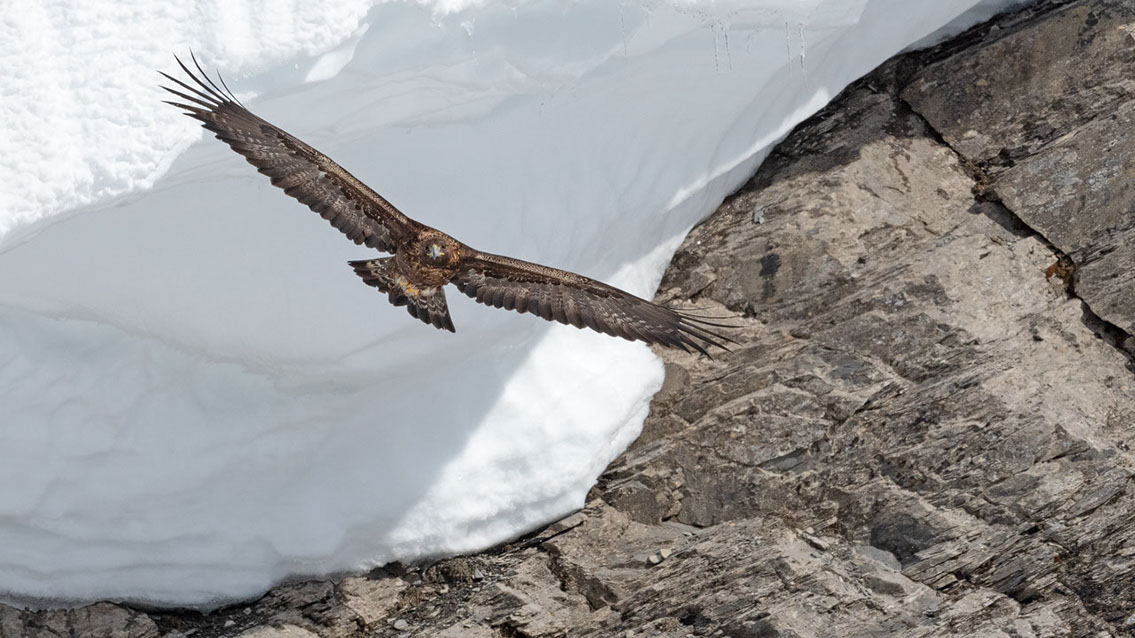 Bartgeier, Gypaète Barbu, Quebrantahuesos, Lämmergeier, Lammergeier, 