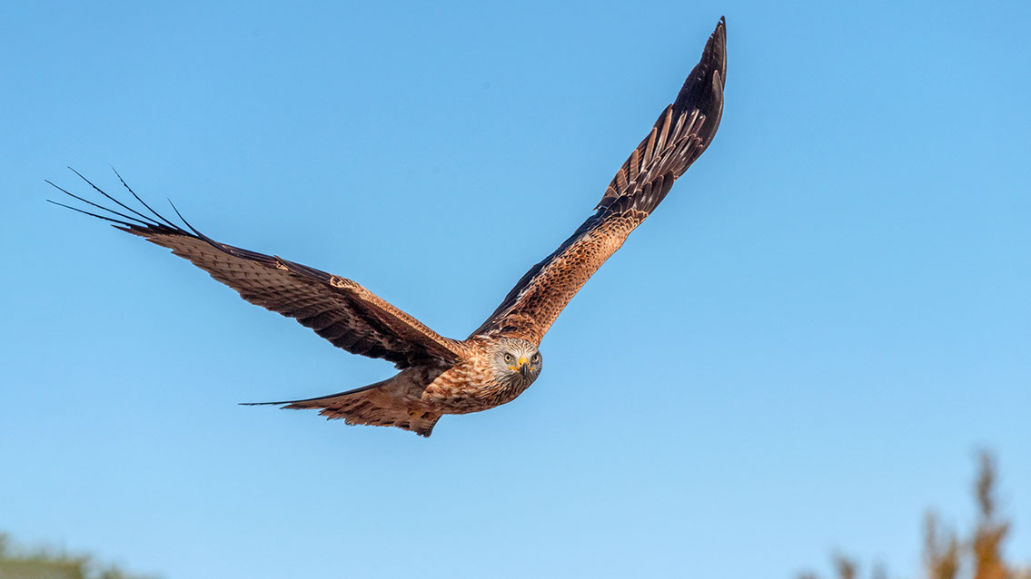 Bartgeier, Gypaète Barbu, Quebrantahuesos, Lämmergeier, Lammergeier, 