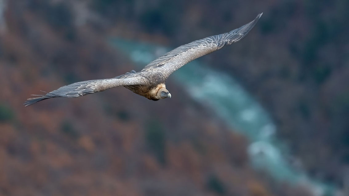 Bartgeier, Gypaète Barbu, Quebrantahuesos, Lämmergeier, Lammergeier, 