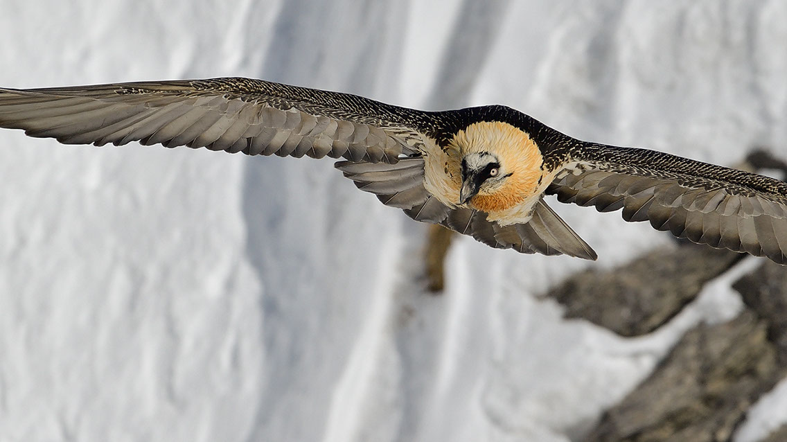 Bartgeier Schweiz Alpen fliegend Adult Gyaéte en vol Lammergeier Bearded Vulture